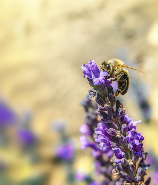 Pszczoła na lawendowym kwiecie i rozmytym tle w kolorze naturalnego piasku Selektywna nieostrość