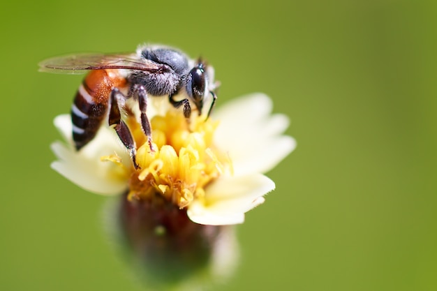 Pszczoła na trawa kwiacie