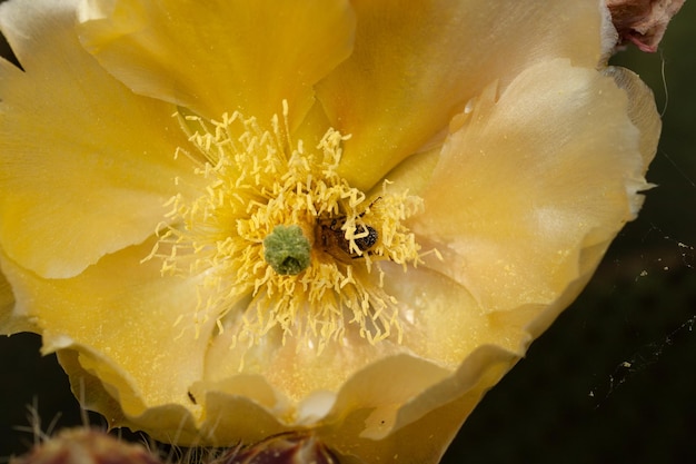 Pszczoła na żółtym kwiecie kaktusa