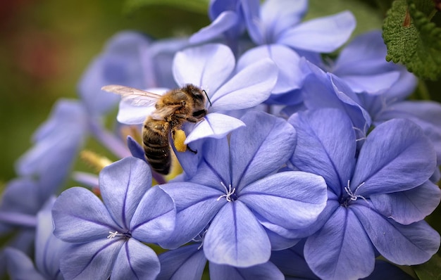 Pszczoła o pięknych skrzydłach siedzi na niebieskim kwiatku.