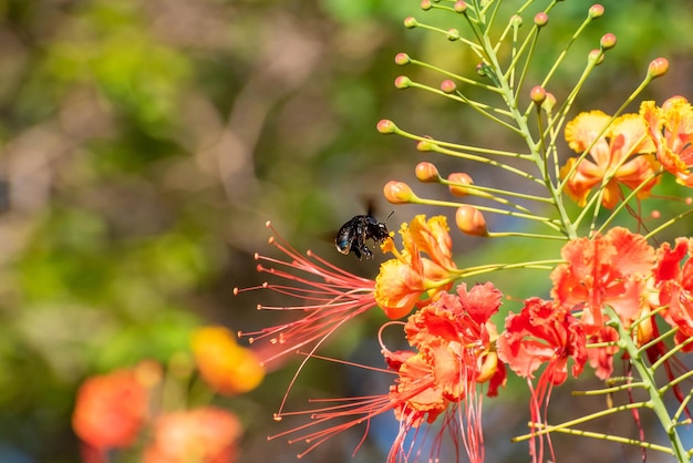 Pszczoła piękna pszczoła mamangava zapylająca piękne kwiaty latem w Brazylii naturalne światło selektywne skupienie