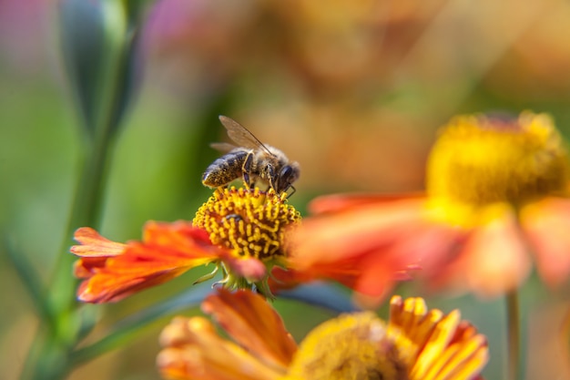 Pszczoła pije nektar od kwiatu