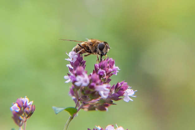 Pszczoła Pije Nektar Od Kwiatu