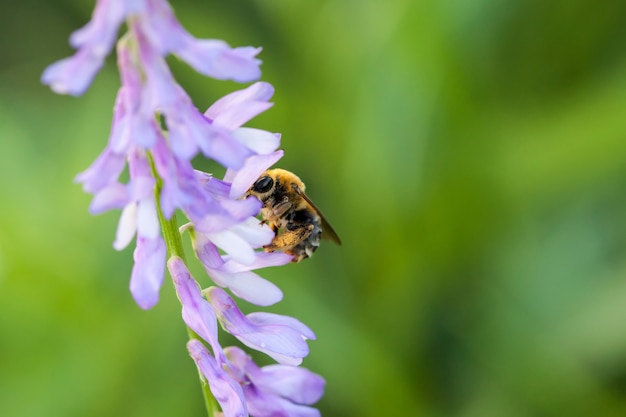 Pszczoła polinował fiołkowych purpurowych dzikich kwiaty na zieleni zamazywał naturę