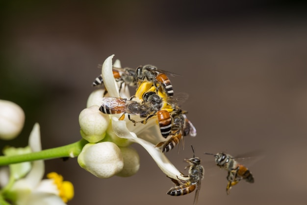 Pszczoła pomaga zapylać na wapienniczym kwiacie