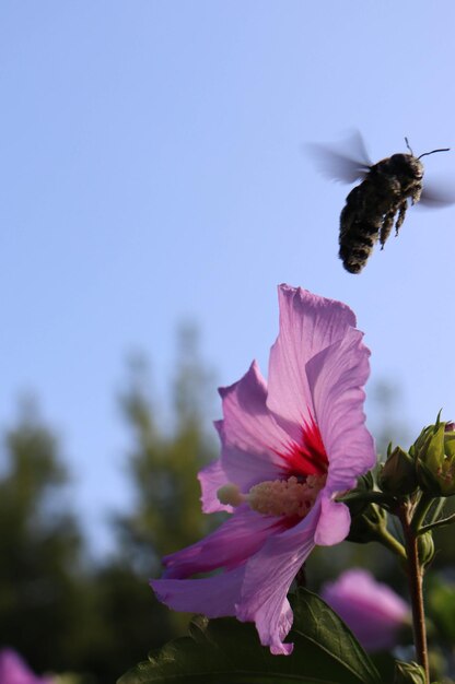 Zdjęcie pszczoła przelatuje obok kwiatu z fioletowym kwiatem na pierwszym planie