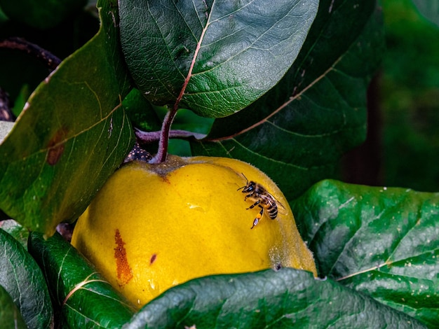 Pszczoła siedząca na dojrzałym owocu pigwy w letni dzień po deszczu Zdjęcie wysokiej jakości