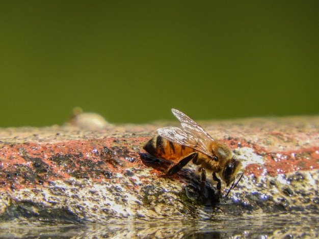 Pszczoła siedzi na skale, a woda odbija pszczołę