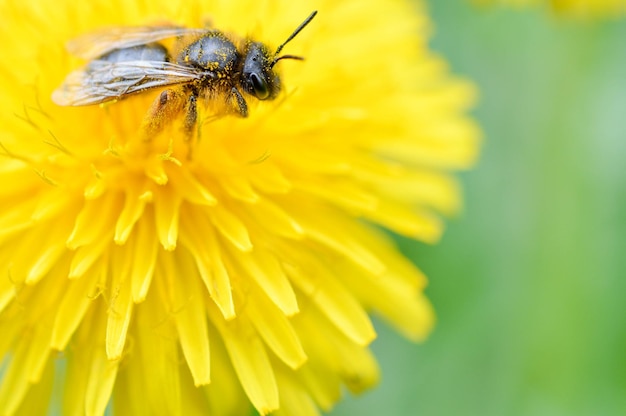 Pszczoła śpiąca w owadach mniszka lekarskiego makro