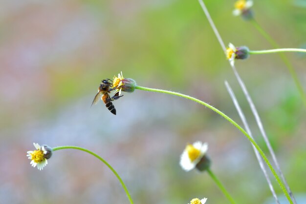 Pszczoła umieszczająca na pięknym kwiacie