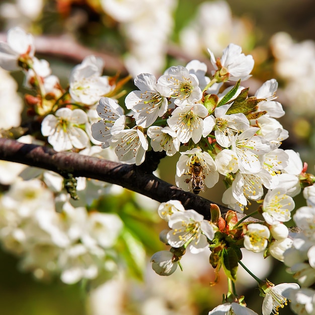 Pszczoła w Sakura lub białe kwiaty wiśni kwitną wiosną na naturalnym tle