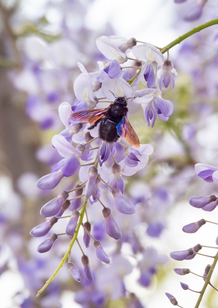 Pszczoła Xylocopa valga i piękny fioletowy kwiat Wisteria Sinensis w słoneczny dzień
