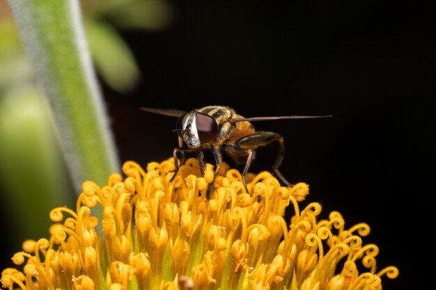 Pszczoła Z Pomarańczowymi Kwiatami