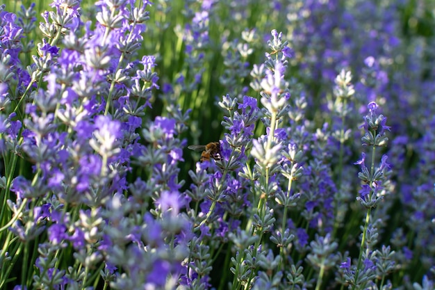 Pszczoła zapyla fioletowe kwiaty lawendy