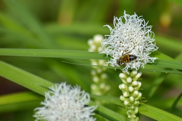 Pszczoła zapyla kwiat w letnim ogrodzie