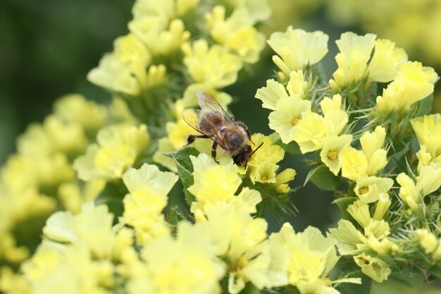 Pszczoła Zapyla żółte Kwiaty Statice W Polnych Roślinach Miodowych Dla Koncepcji Pszczół