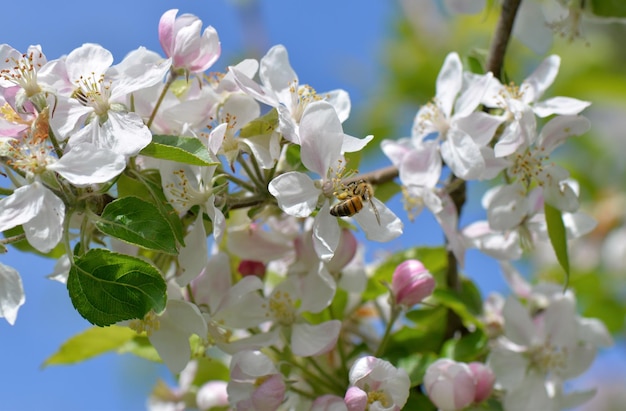 Pszczoła zapylająca białe kwiaty jabłoni na błękitne niebo wiosną