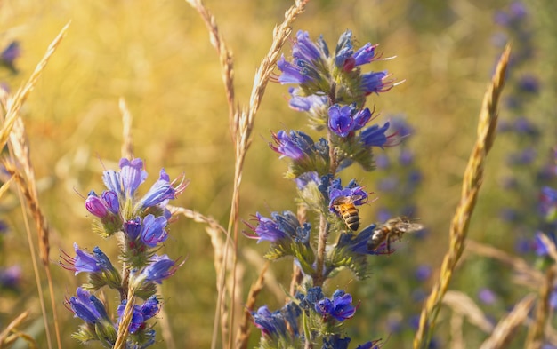 Pszczoła zbiera miód na letnich kwiatach w jasny słoneczny dzień