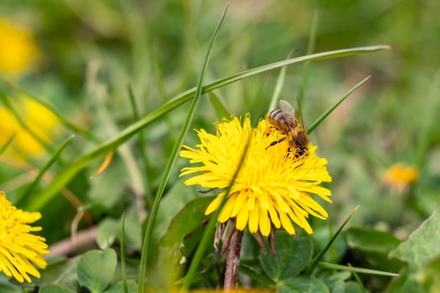 Pszczoła zbiera miód z mniszka lekarskiego na tle pola mniszka lekarskiego