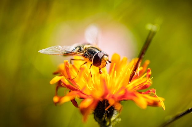 Pszczoła zbiera nektar z kwiatów crepis alpina