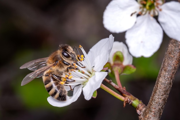Pszczoła zbiera pyłek na kwiatach drzewa