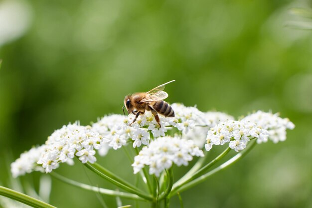 Pszczoła zbiera pyłek na miód Kwiat anyżu pole kwiat kminku