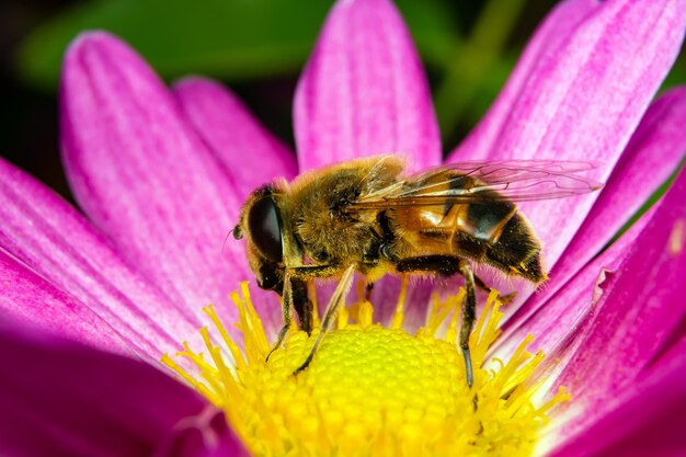 Pszczoła zbiera pyłek siedzący na kwiatku.