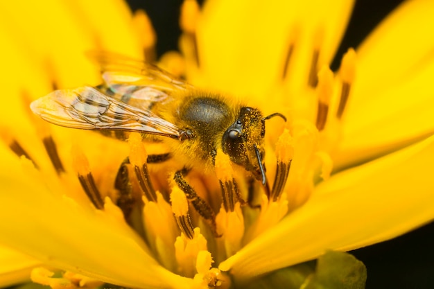 Pszczoła zbierająca miód na żółtym kwiecie z bliska