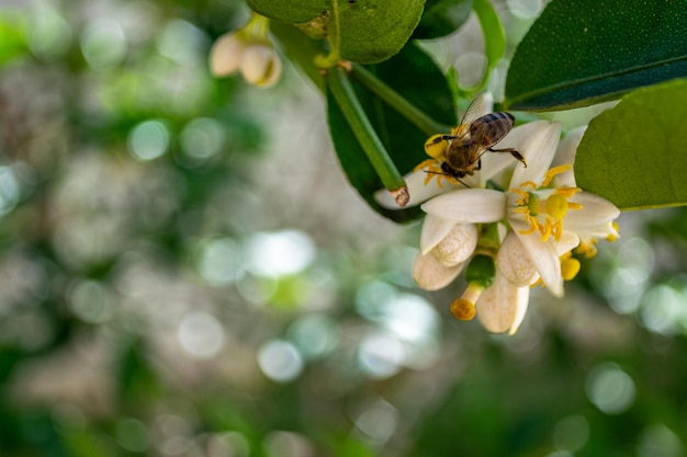 Pszczoła Zbierająca Pyłek Kwiatowy Na Kwiat Cytryny
