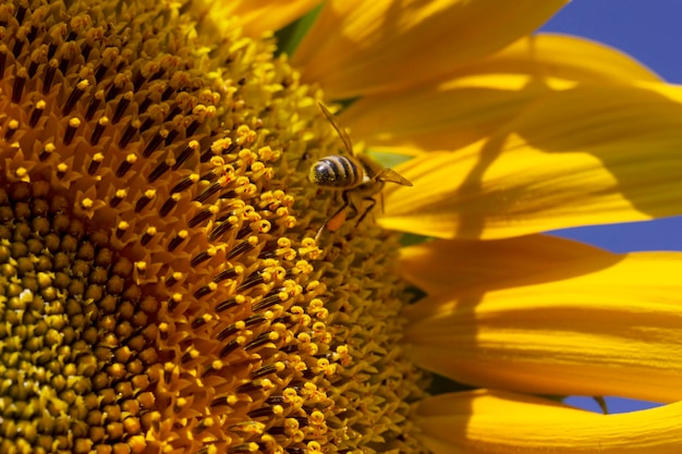 Pszczoła zbierająca pyłek słonecznika
