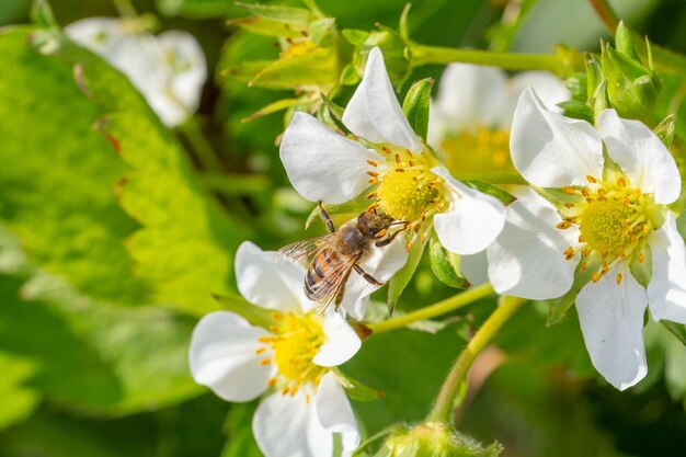 Pszczoła zbierająca pyłek z białego kwitnącego kwiatu truskawki