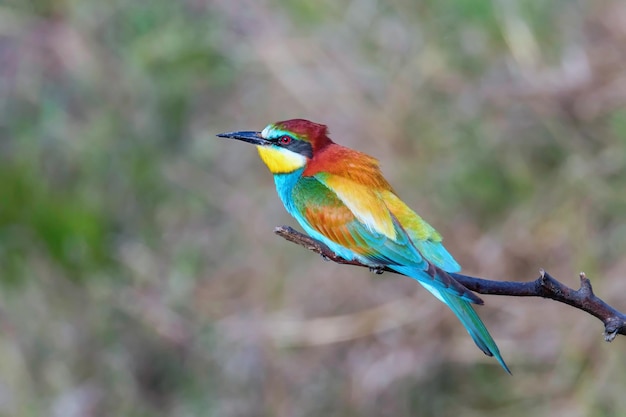 Pszczoła żołna (merops Apiaster)