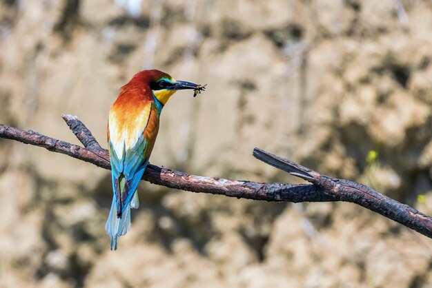 Pszczoła żołna (Merops Apiaster)