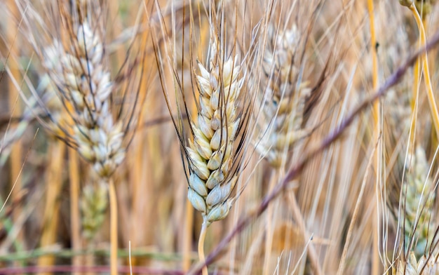 Pszczoła zwykła Golden Triticum Aestivum na niewyraźnym tle Organiczne dojrzałe ziarno Zdrowe, naturalne pokarmy