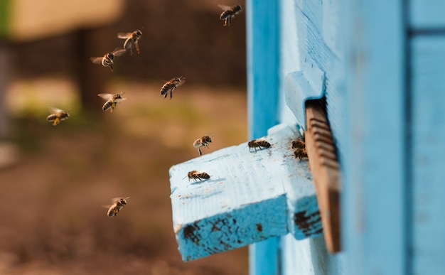 pszczoły latają do ula