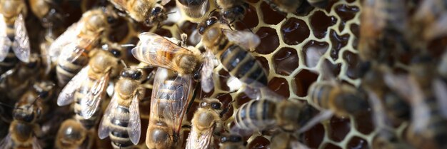 Pszczoły miodne w ulu na plastrach rój pszczelarzy w koncepcji ula