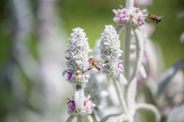 Pszczoły miodne zbierają nektar i pyłek z Stachys byzantina, uszy jagnięciny, wełnianego hedgenettle, Stachys lanata, olympica puszyste białe rośliny z fioletowymi kwiatami na kwietniku w ogrodzie w pobliżu pasieki.