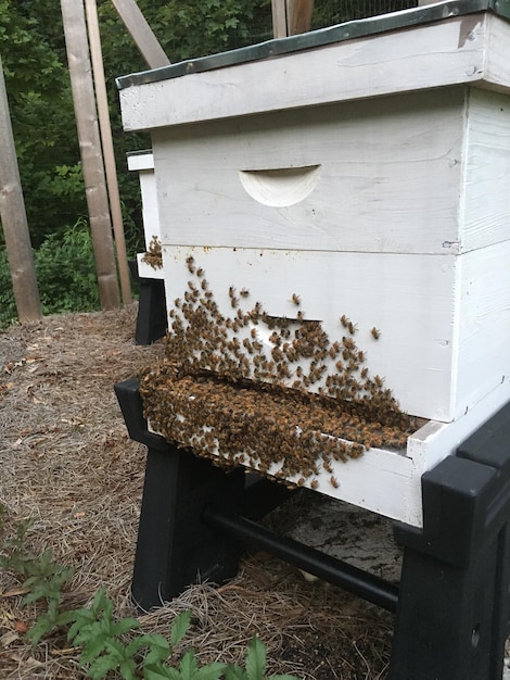 Pszczoły miodowe w ulach na polu