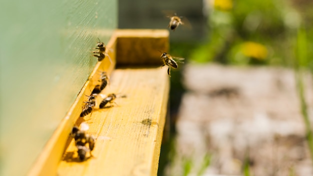 Zdjęcie pszczoły na drewnianym pudełku