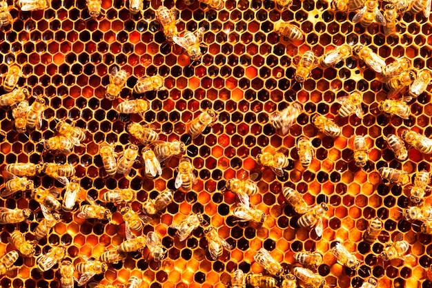 Pszczoły na miód o strukturze plastra miodu i pyłek Streszczenie naturalne tło