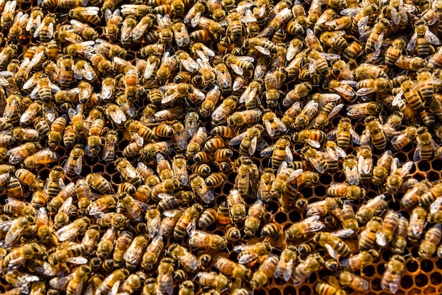 Pszczoły na plastrze miodu. Koncepcja pszczelarska. Tło pszczół
