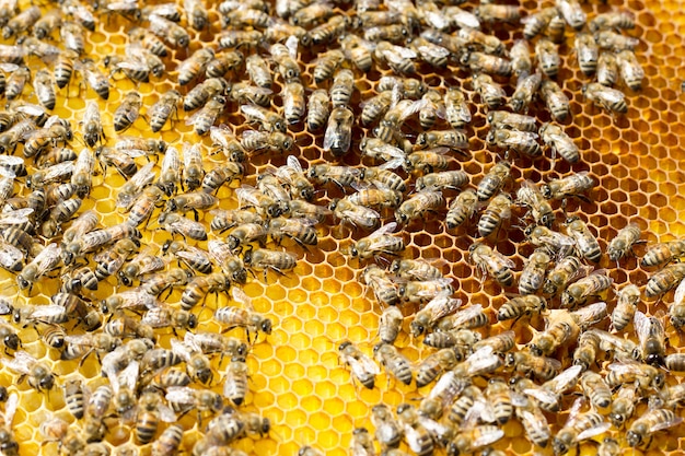 Pszczoły na plastrze miodu. Zbliżenie pszczoły na plaster miodu w ulu.