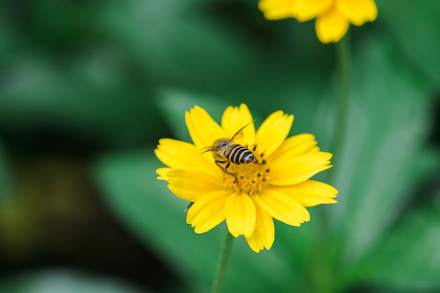 Pszczoły na trilobacie Wedelia pięknie kwitną w naturze. Aby ssać słodką wodę