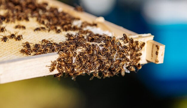Pszczoły pracujące na komórkach miodu. Rama pokryta pszczołami. Zamknąć widok.