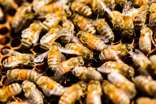 Pszczoły pracujące na plastrze miodu.