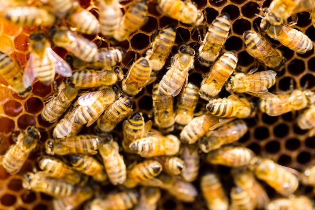 Pszczoły pracujące na plastrze miodu.