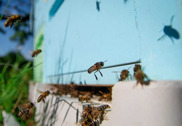 Pszczoły robotnice lecą do ula po zebraniu pyłku kwiatowego na polach, aby zrobić miód Pszczoły w pasiece