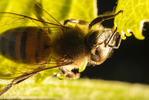 Pszczoły szczegóły pięknej pszczoły widziane przez obiektyw makro z pięknym selektywnym skupieniem światła