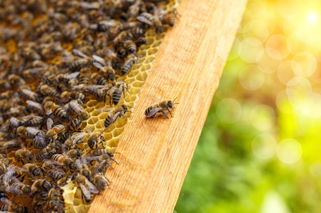 Pszczoły w plastrach miodu na niewyraźnym tle