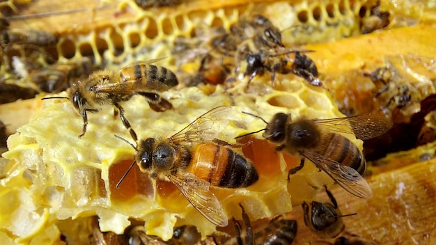 Pszczoły w plastrze miodu, zdjęcia makro, selektywne skupienie